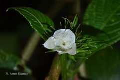 Strobilanthes barbatus